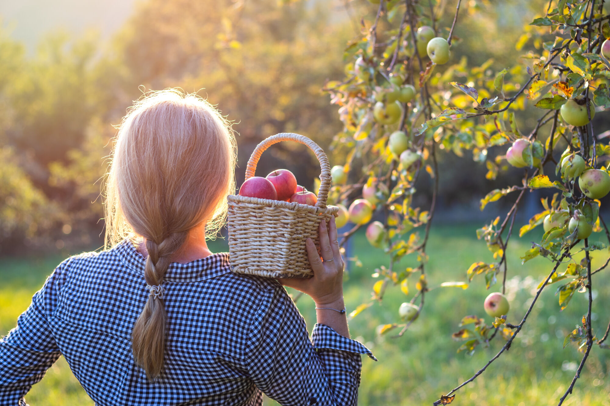 ADOBESTOCK_223792175 | Earl Oberhardt Livraison de fruits et légumes à proximité de Colmar et Guebwiller dans le Haut-Rhin Colmar 1