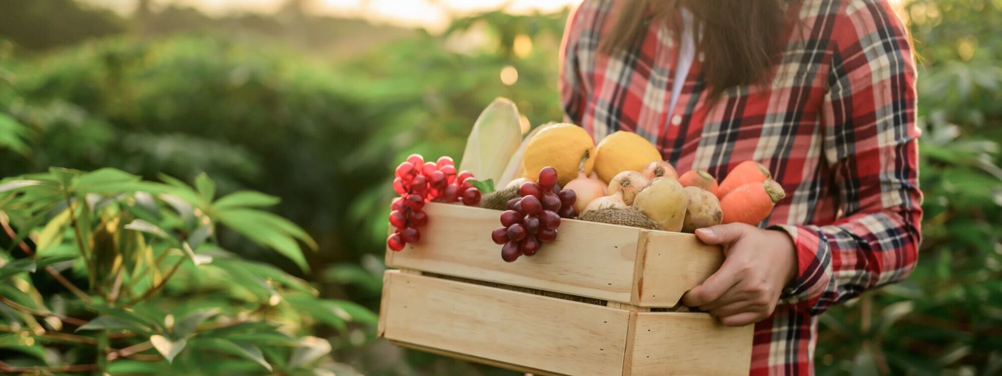 ADOBESTOCK_373094143 2000X750 | Earl Oberhardt Livraison de fruits et légumes à proximité de Colmar et Guebwiller dans le Haut-Rhin Wittenheim