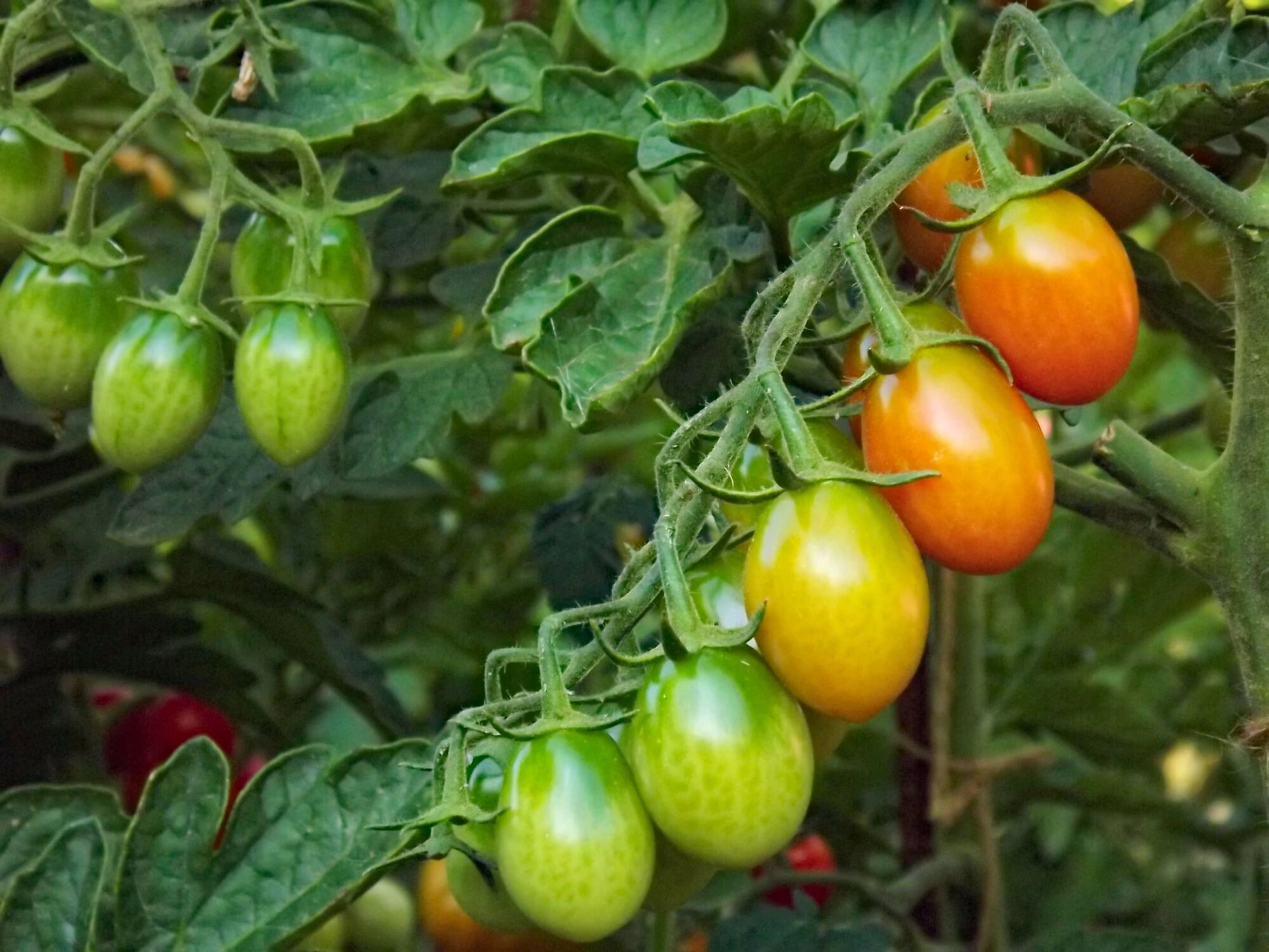 ADOBESTOCK_444125307 | Earl Oberhardt Livraison de fruits et légumes à proximité de Colmar et Guebwiller dans le Haut-Rhin Rixheim 4