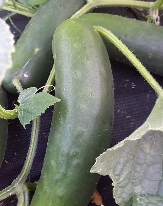 Nos l&eacute;gumes Cernay 5