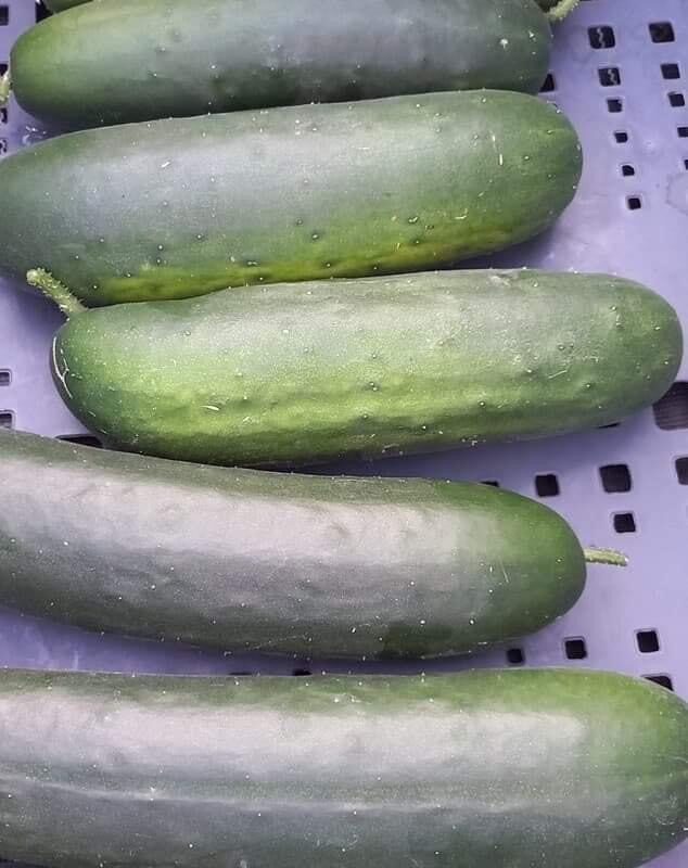 Nos l&eacute;gumes Colmar 4