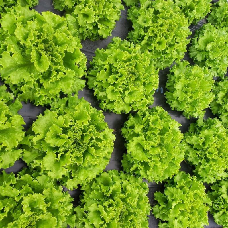 Nos l&eacute;gumes Mulhouse 3