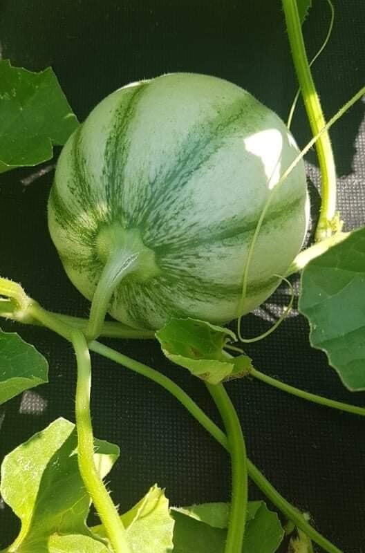 Nos l&eacute;gumes Illzach 1