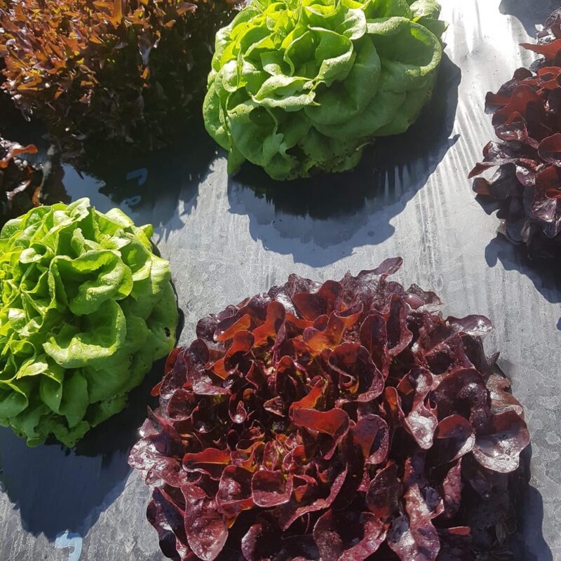 Nos l&eacute;gumes Pfastatt 0